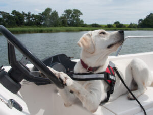 Hund auf Boot