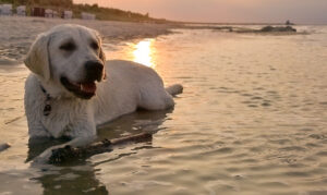 Hund am Strand