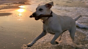 Urlaub mit Hund in Zinnowitz auf Usedom